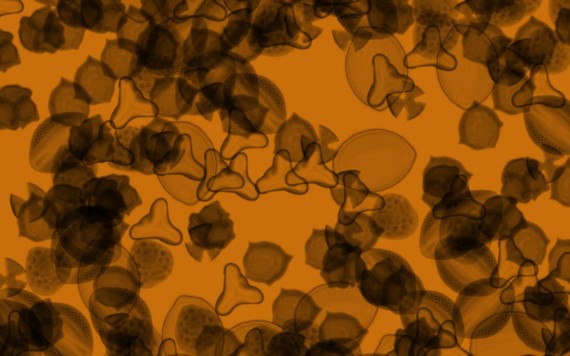 pollen_soup1